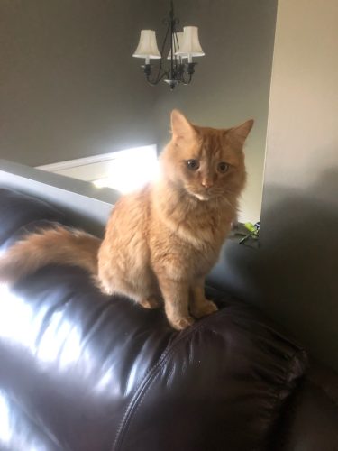 O’Malley