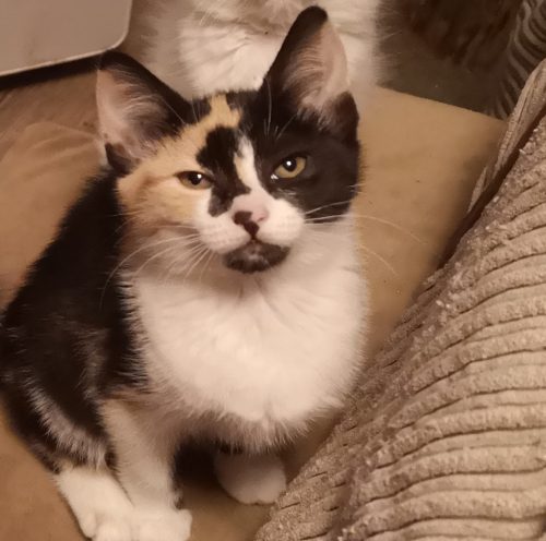 Marbles
