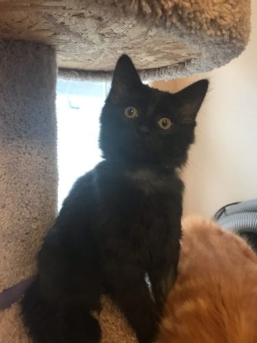 Ebony