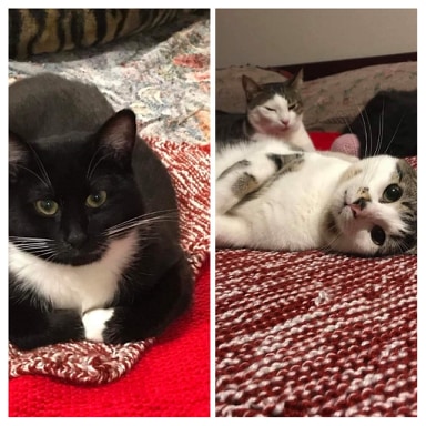 Licorice and Lollipop