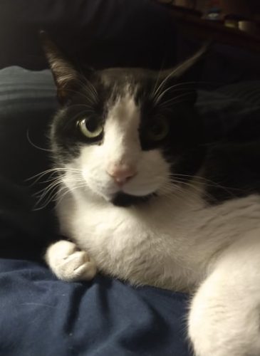 Jimmy – adopted