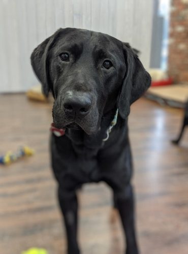 Lucky – adopted