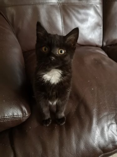 Pepper.. adopted