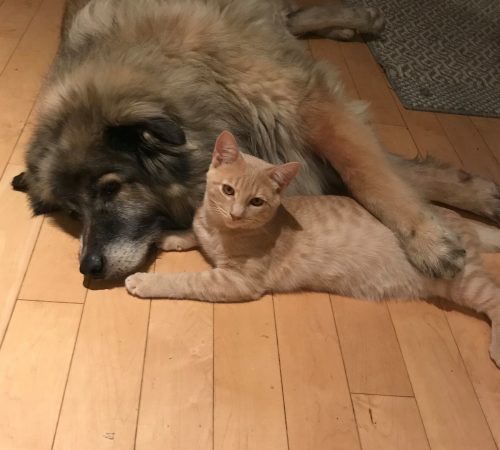 Antonio – adopted