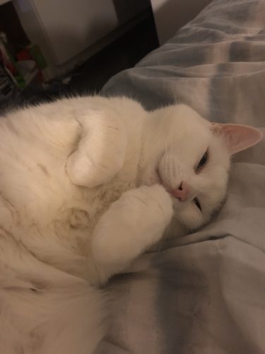 Billie – adopted
