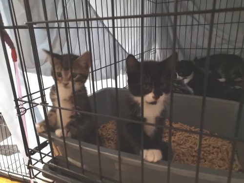 Kittens