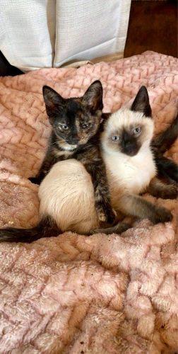 Poppy and Lilly (Weeble and Wobble) – Special Needs