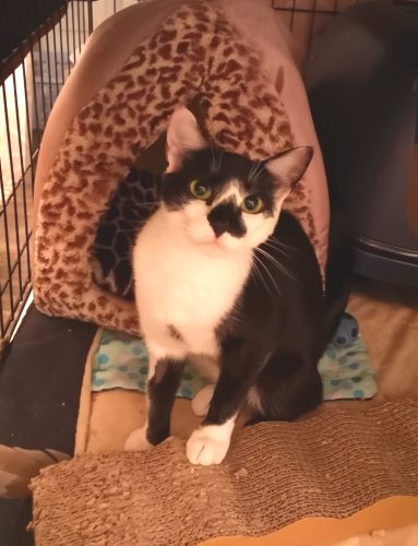 Nala aka “Runway”