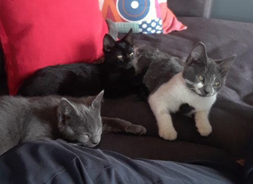 Greyson, Ebony and Jax – All Adopted