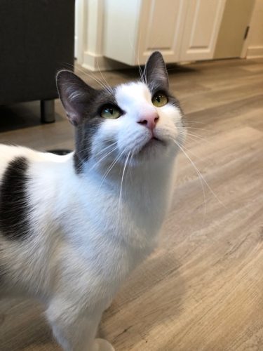 Leo