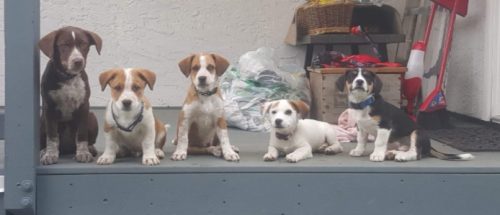 Whitehorse Puppies ! – all Adopted