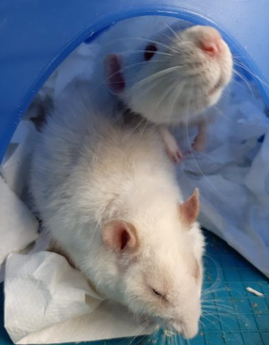 Brain and Pinky