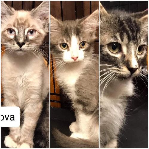 Nike, Neko and Nova