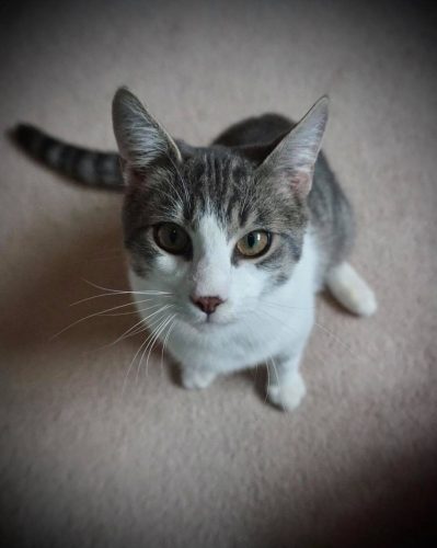 Flynn