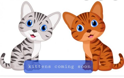 Kittens coming soon…