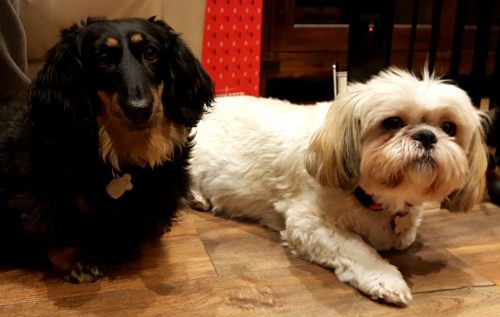 Krissy and Rosie – Need a home together –