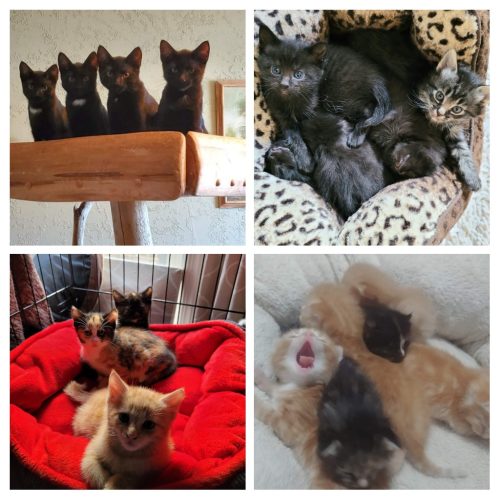 Lots of kittens..