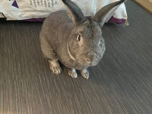 Oscar