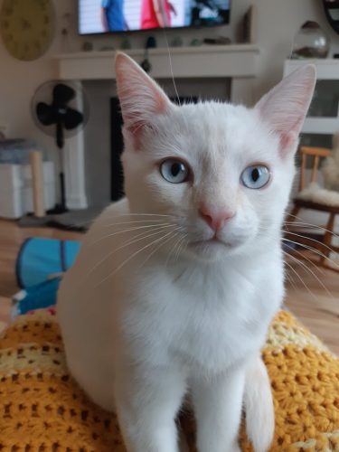 Winston