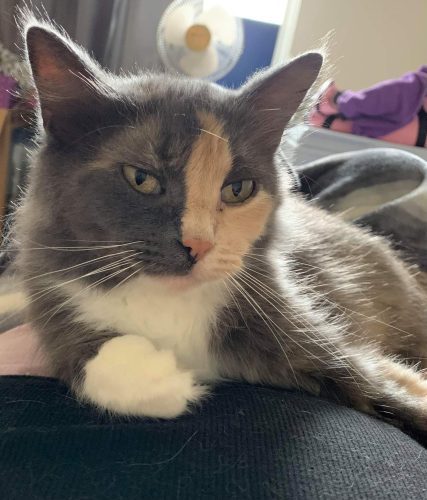 Lucie – adopted