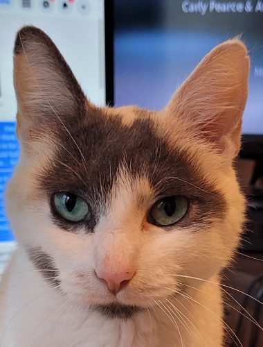 Bobbi – ADOPTED