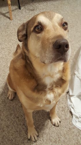 Scooby