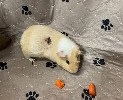 JellyBean