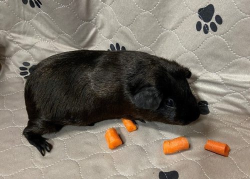 Peanut