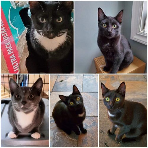 More Kittens …