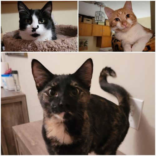 Bindi, Bentley and Benny Girl ..