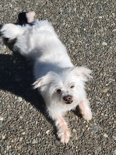 Mitzie
