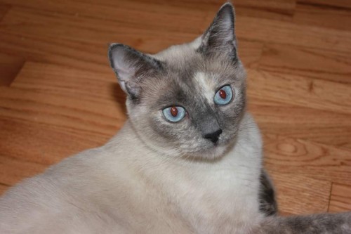 Priscilla (Cilla)