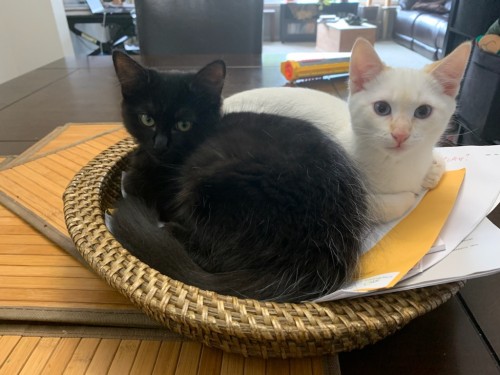 Pasta Litter