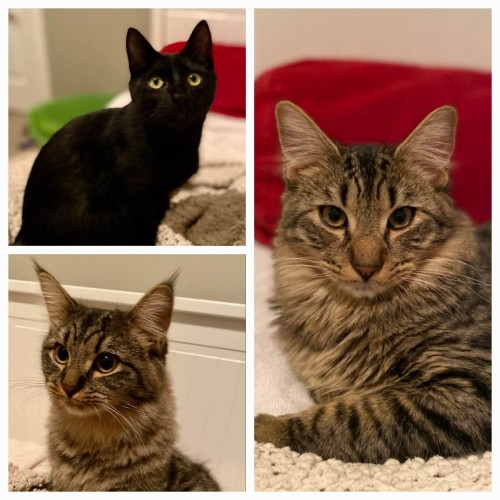 Twix, Willy and Sparrow