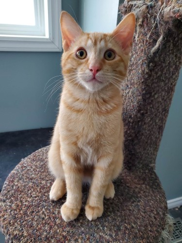 Ed