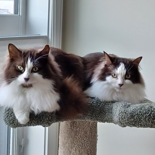 Minou and Lilly