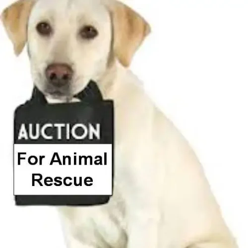 Online Auction Starts Nov 1st !!!!