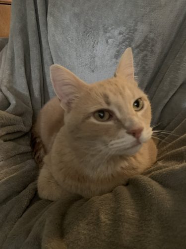 Kooko