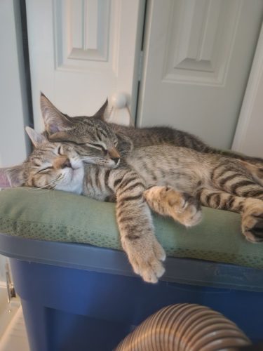 Walker and Yoshi