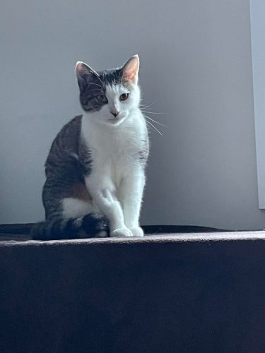 Millie