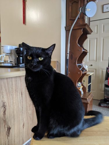 Phoebe – Courtesy post