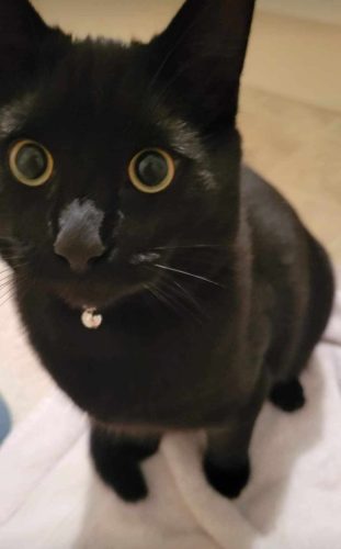 Leo