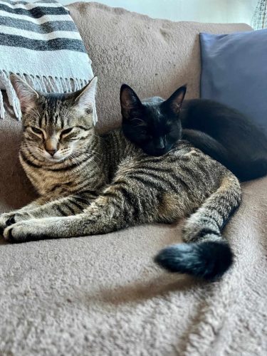 Snickers and Twix – Bonded pair