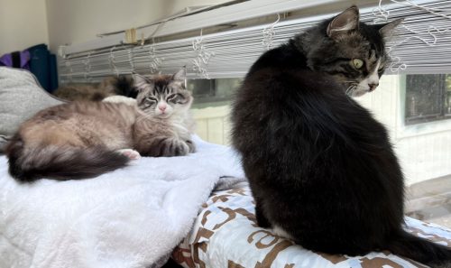 Gigi and Sheamus – need a home together