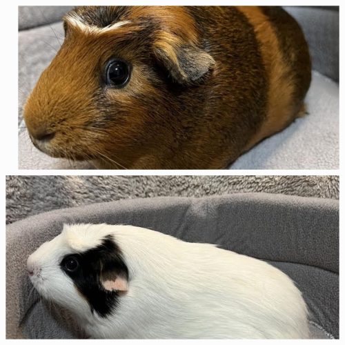 Abby and Gertie