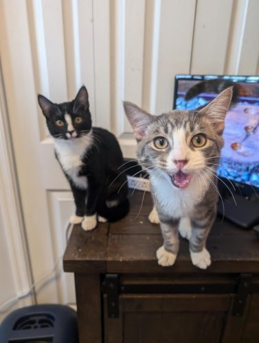 Tuna and Shrimp