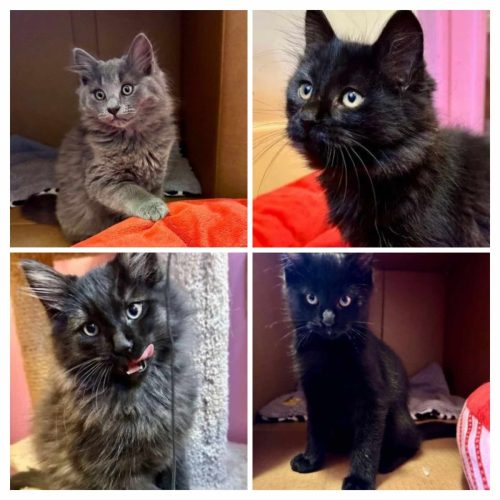 Halloween Litter