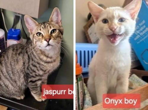 Onyx & Jaspurr