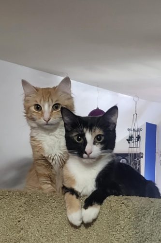 Sierra and Apricott