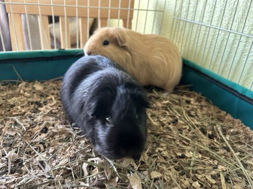 Fred and Wilma